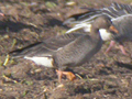 Greenland White-fronted Goose